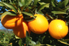 Orange thomson
